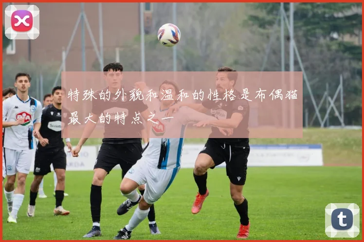 特殊的外貌和温和的性格是布偶猫最大的特点之一